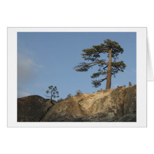Tree on Ridge East of Kibbie Lake Outlet