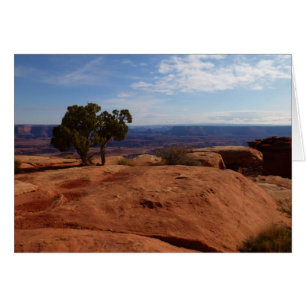 Tree Out of Red Rocks I at Canyonlands