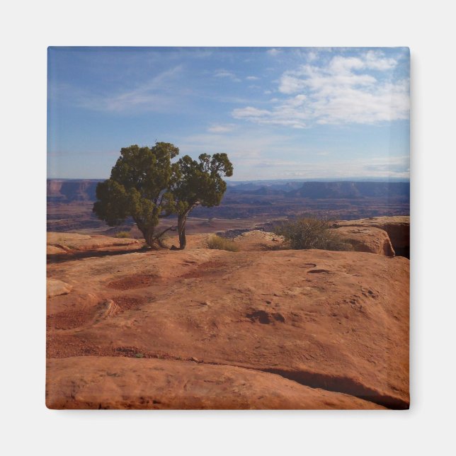 Tree Out of Red Rocks I at Canyonlands Magnet (Front)