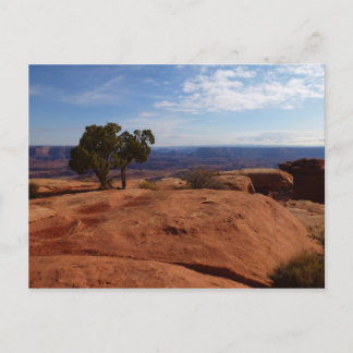 Tree Out of Red Rocks I at Canyonlands Postcard