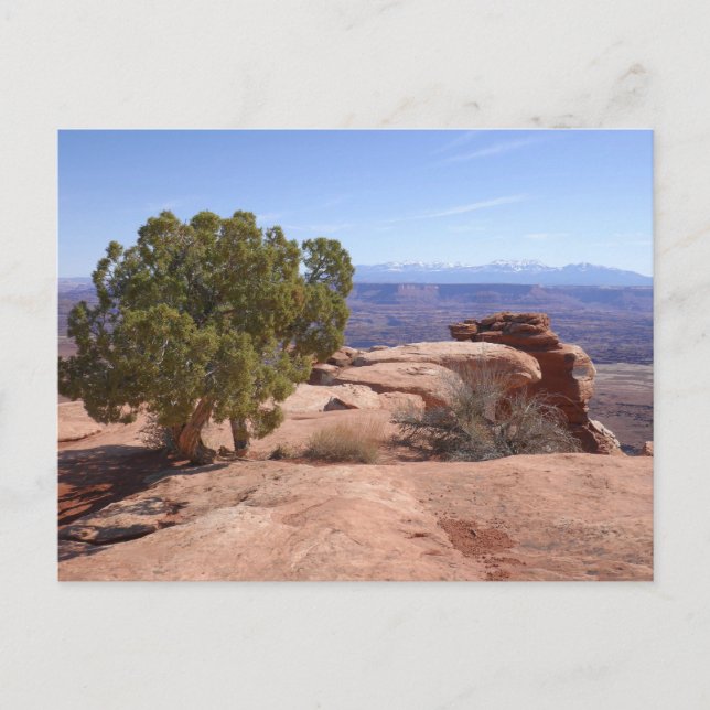 Tree Out of Red Rocks II at Canyonlands Postcard (Front)