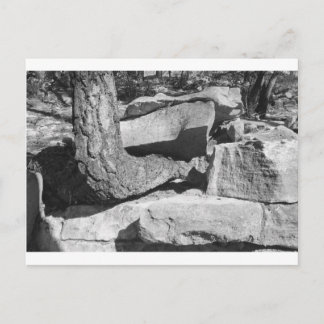 tree out of rocks postcard