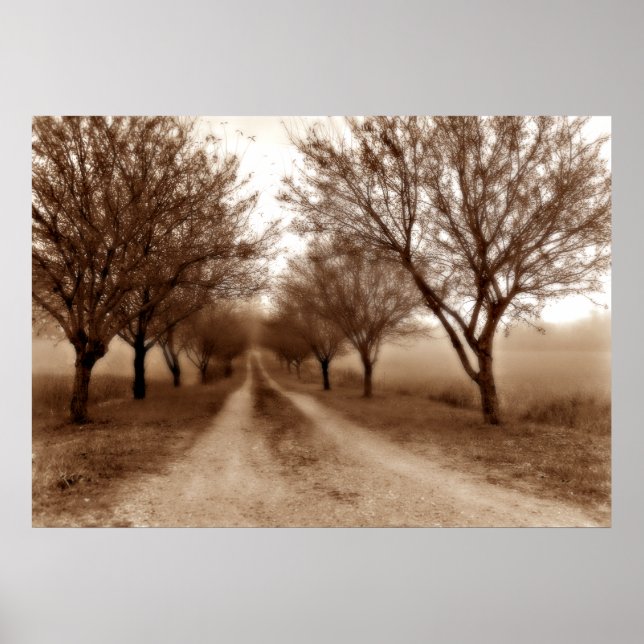 Tree Path to Nowhere Poster (Front)