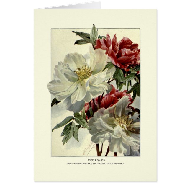 Tree peonies (Front)