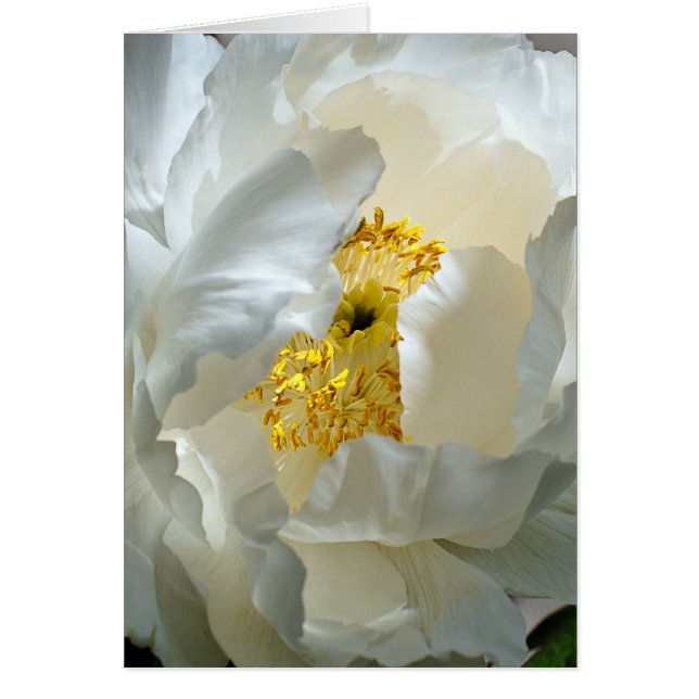 Tree Peony Card (Front)