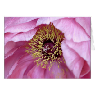 Tree Peony Card
