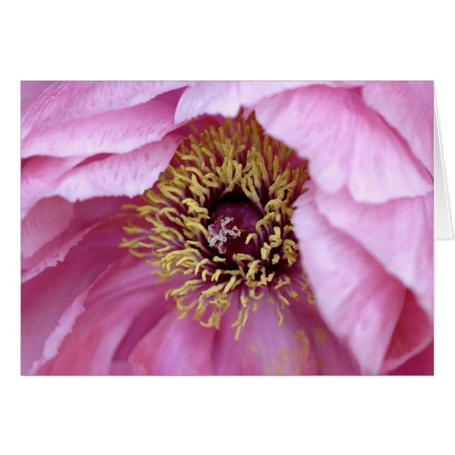 Tree Peony Card (Front Horizontal)