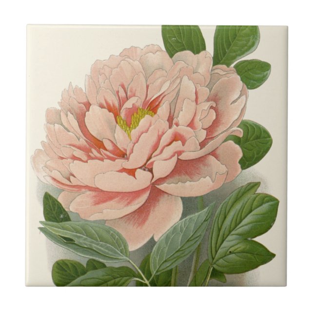 Tree Peony – Elegant Vintage Botanical Design Tile (Front)