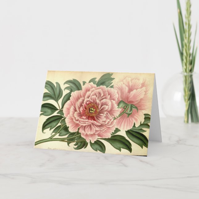 Tree Peony Vintage Note Card (Front)