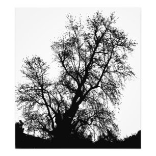 tree photo print