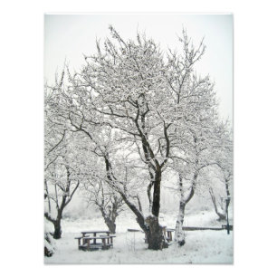 tree photo print