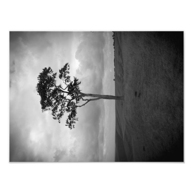 Tree Photo Print (Front)