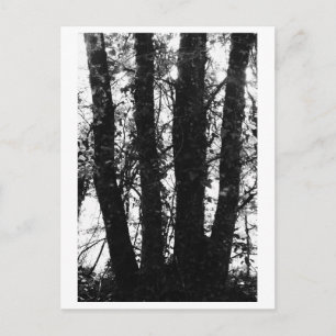 Tree Photography - Arden Postcard