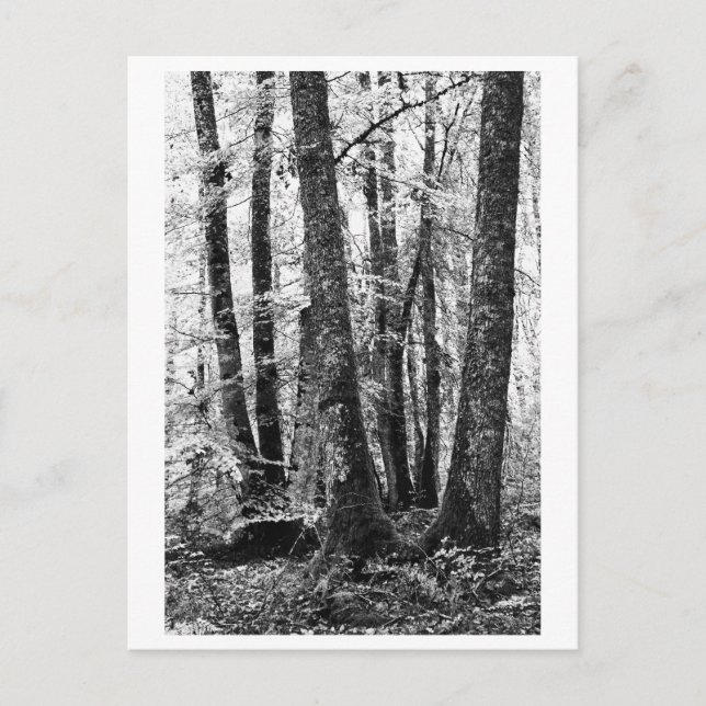 Tree Photography - Sylva Postcard (Front)