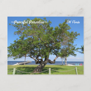 Tree Pier Chairs Ocean Florida Postcard
