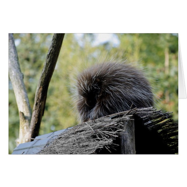 Tree Porcupine (Front Horizontal)