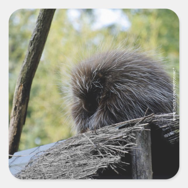 Tree Porcupine Square Sticker (Front)