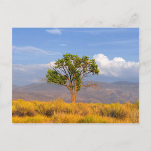 Tree Postcard