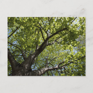 Tree Postcard