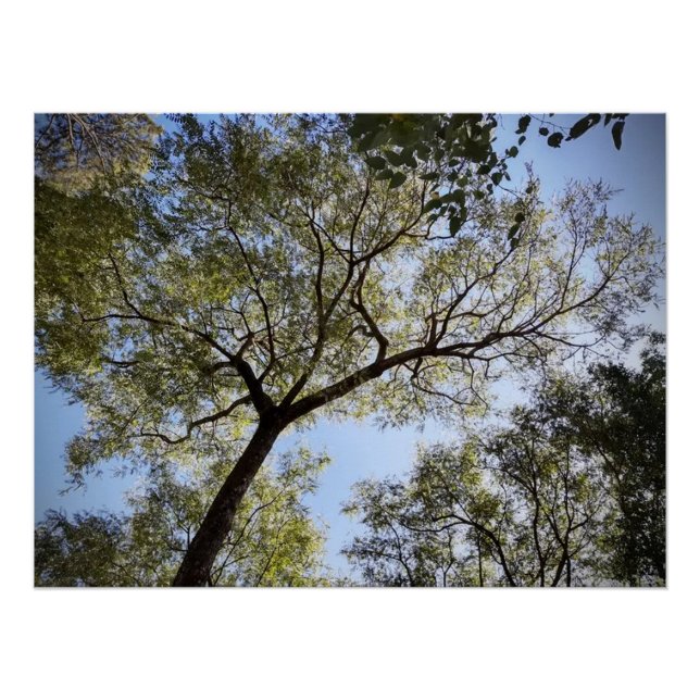 Tree  poster (Front)