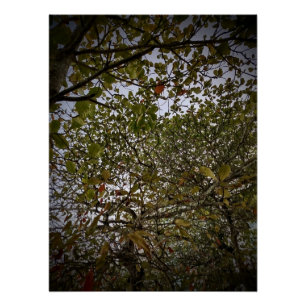 Tree Poster