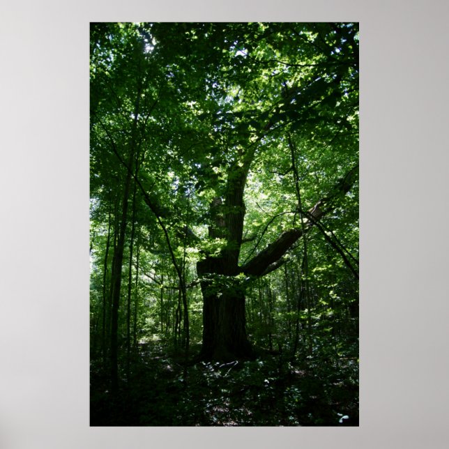 Tree Poster (Front)