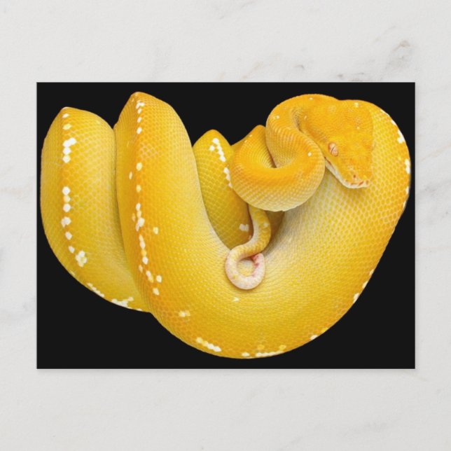 Tree Python Postcard (Front)