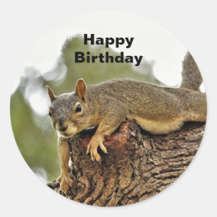 Tree Reclining Squirrel Birthday Classic Round Sticker