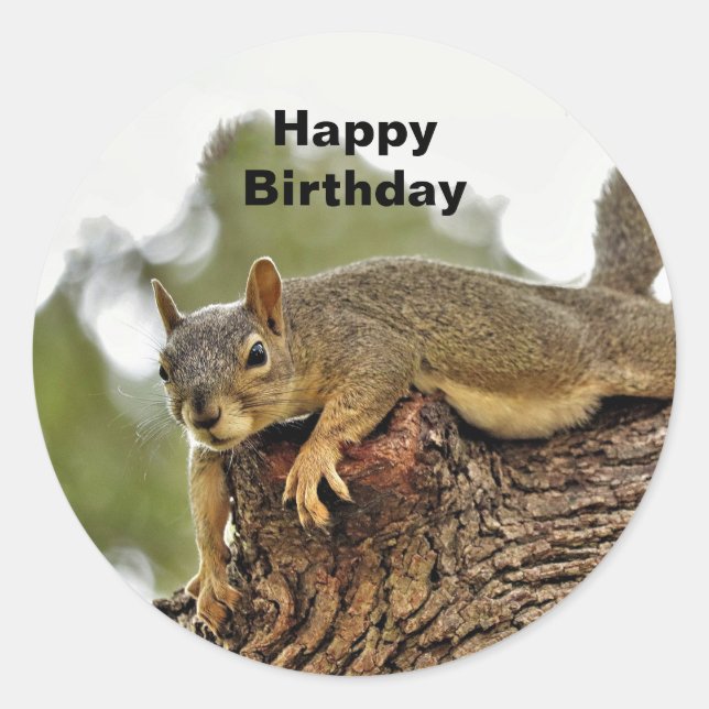 Tree Reclining Squirrel  Birthday Classic Round Sticker (Front)