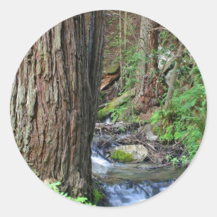 Tree Redwood Stream Classic Round Sticker