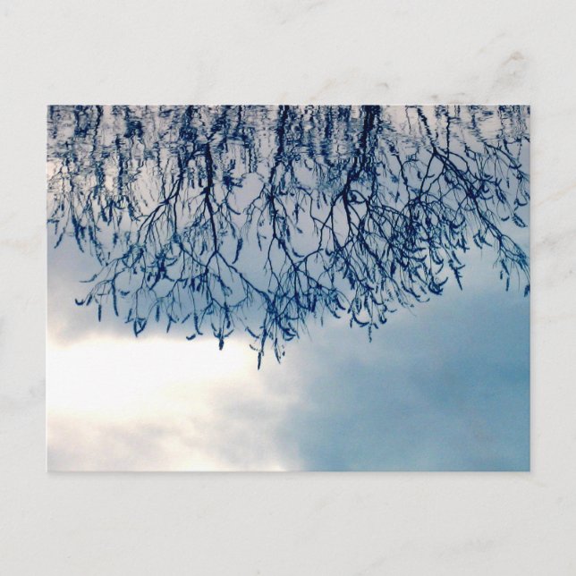 Tree Reflections on Water Nature Photography Postcard (Front)