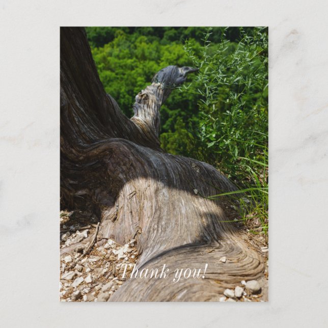 Tree Root Extension Postcard (Front)