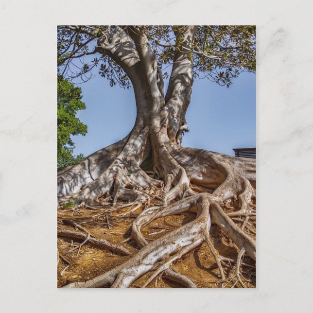 Tree Root Nature Postcard (Front)