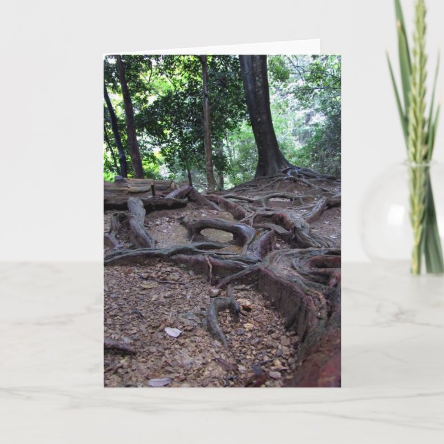 Tree roots on Mt. Kurama Card (Front)