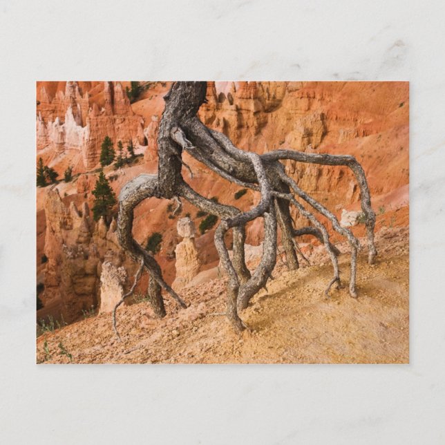 Tree Roots Postcard (Front)
