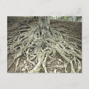 Tree Roots Postcard
