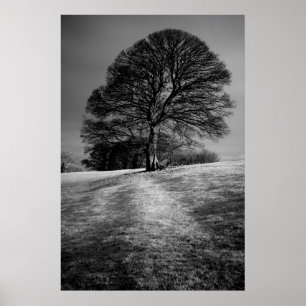 Tree Shaped by the Wind Poster