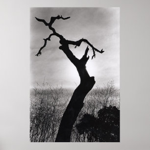 tree sihloette poster