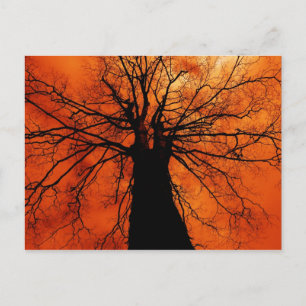 Tree Silhouette against an Orange Sky Postcard