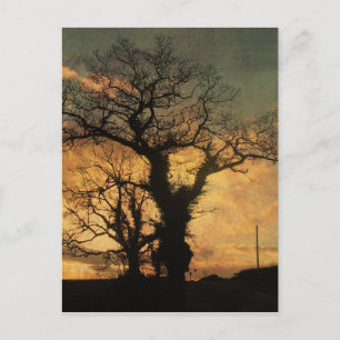 Tree Silhouette Photo Postcard