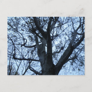 Tree Silhouette Photograph Postcard