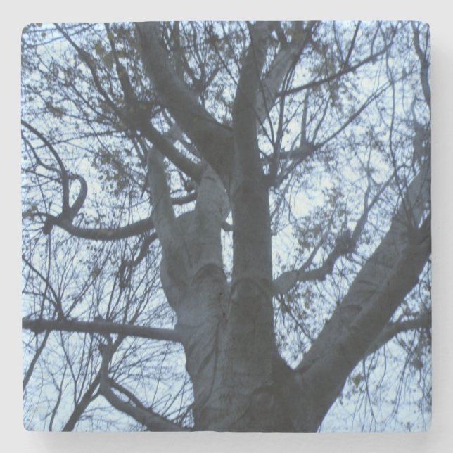 Tree Silhouette Photograph Stone Coaster (Front)