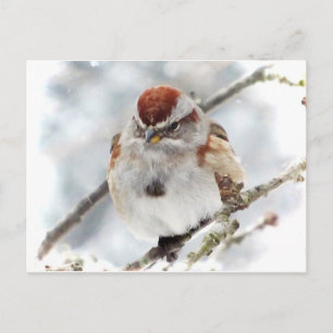 Tree Sparrow in Winter Postcard