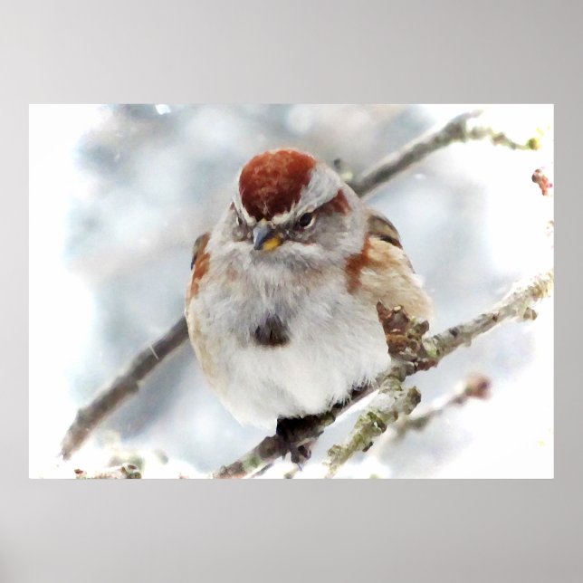 Tree Sparrow in Winter Poster (Front)