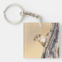 Tree squirrel