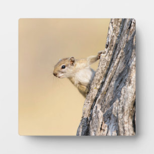 Tree squirrel plaque