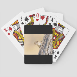 Tree squirrel playing cards