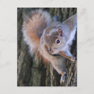 Tree Squirrel  Postcard