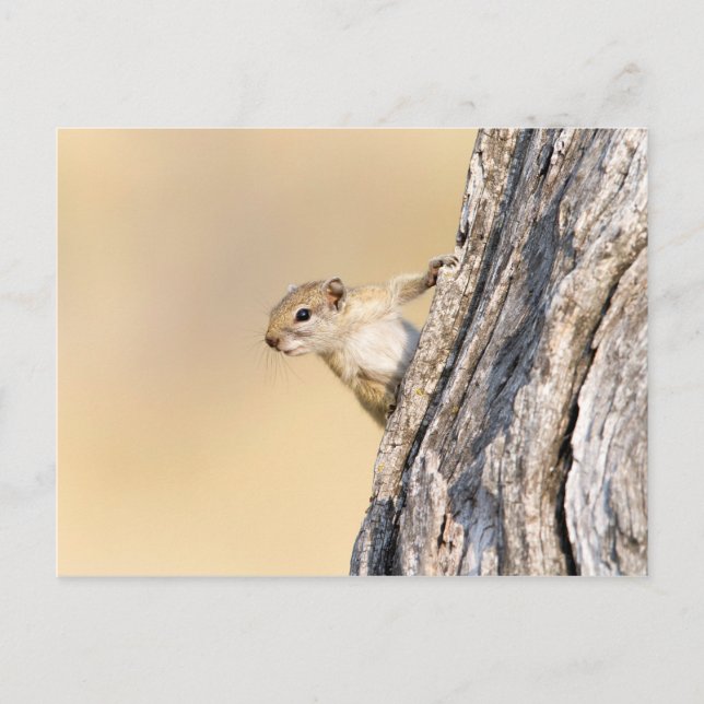 Tree squirrel postcard (Front)