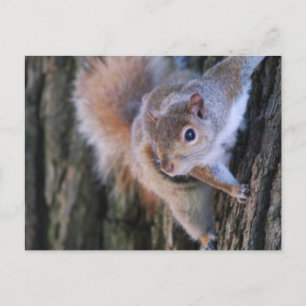 Tree Squirrel  Postcard